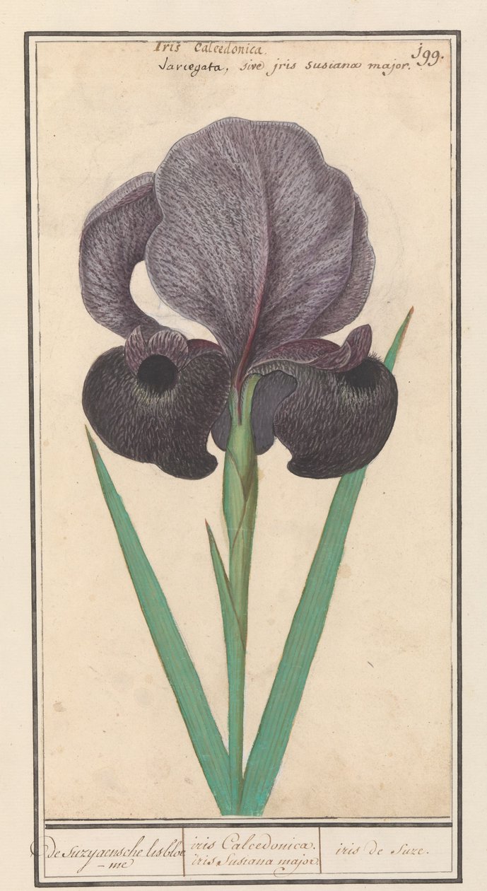 Íris de luto (Iris susiana)
A suzyaensche lisbloeme / iris Calcedonica. iris Susiana major. / iris de suze. (título sobre o objecto) de Anselmus Boëtius de Boodt
