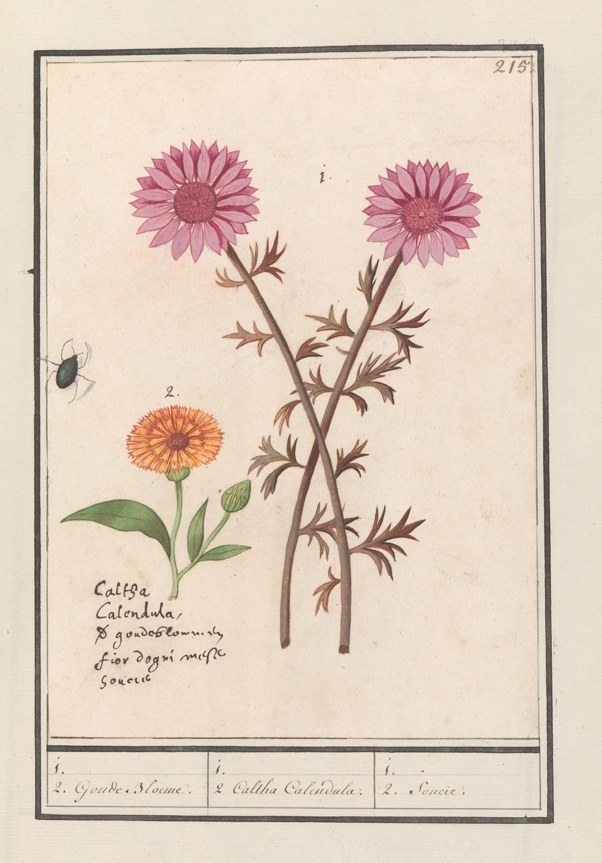 Flor rosa (desconhecida) e calêndula (Calendula officinalis)
1. 2. Flor de Ouro. / 1. 2. Caltha calêndula. / 1. 2. Soucie (título sobre o objecto). de Anselmus Boëtius de Boodt