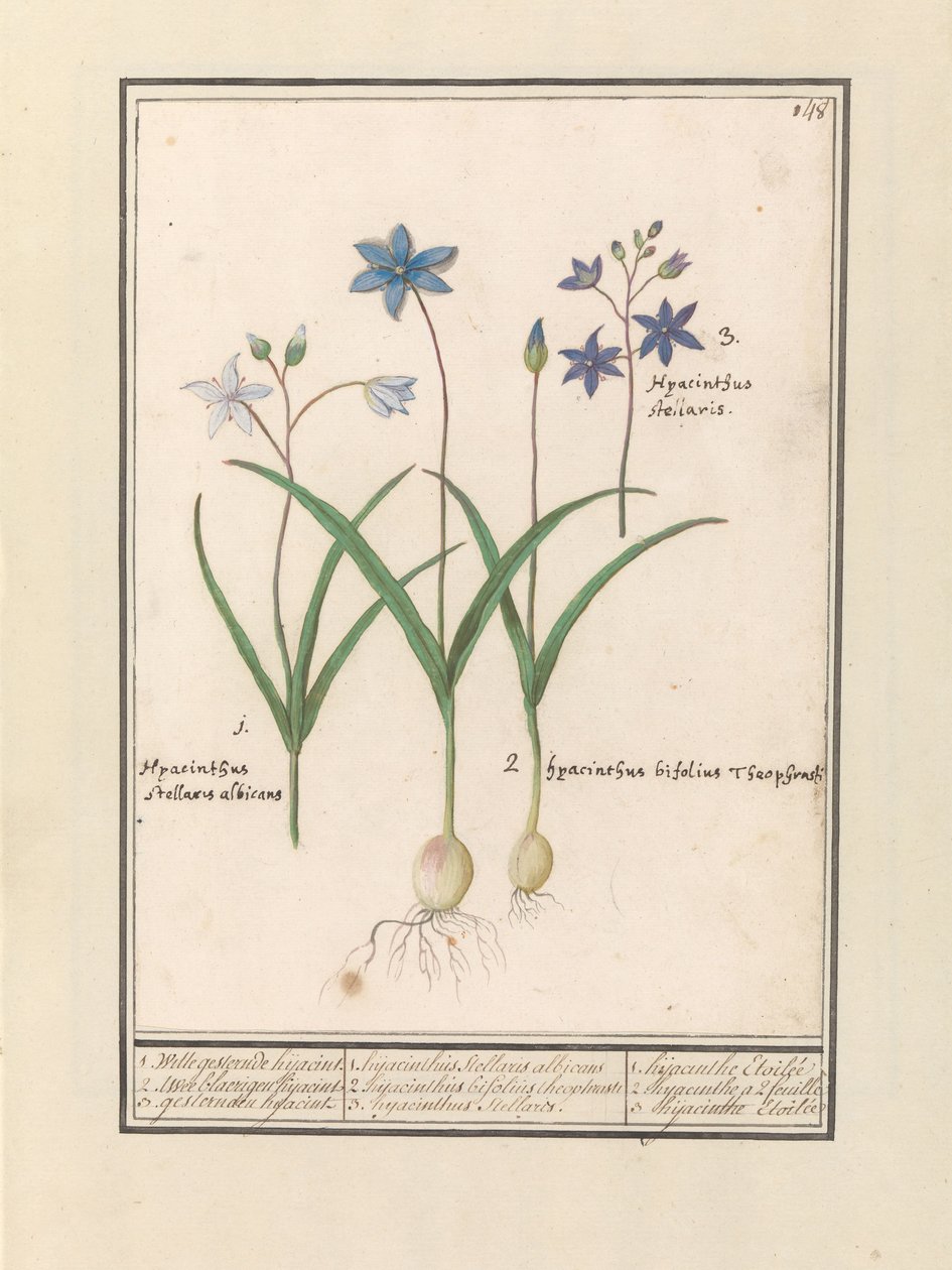 Esterhyacint (Scilla) 1. Witte é bobo ontem. 2. Twee blaerigen hijacint. 3. Eles sequestraram ontem. / 1. Hyacinthus Stellaris albicans 2. Hyacinthus bifolius Theophrastus 3. Hyacinthus Stellaris. / 1. jacinto Etoilée 2. jacinto a 2 folhas 3 hijac de Anselmus Boëtius de Boodt