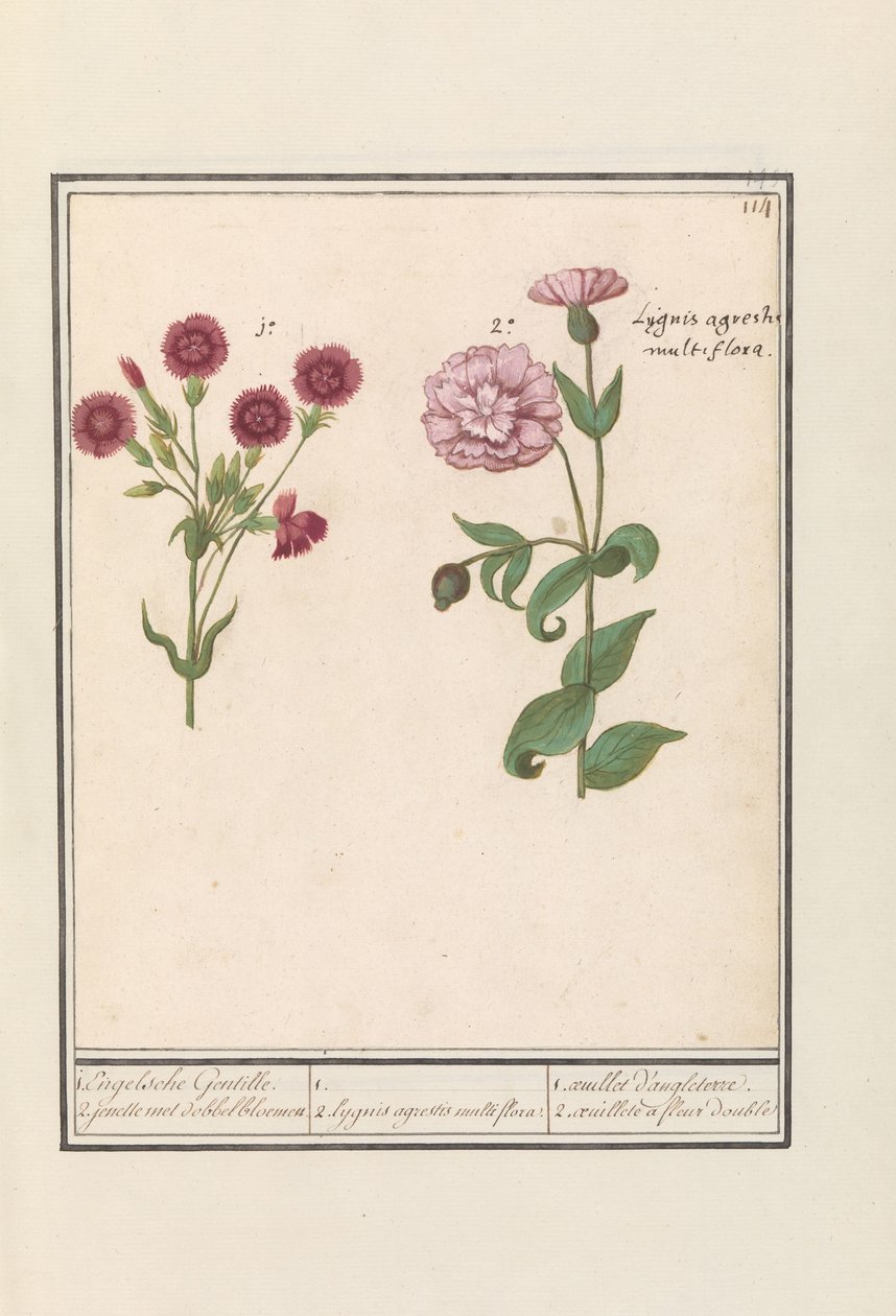 Dois cravos (Dianthus) 1. Gentil Inglês. 2. jenelle com flores de dados / 1. 2. Lygnis agrestis multiflora. / 1. oeuillet d