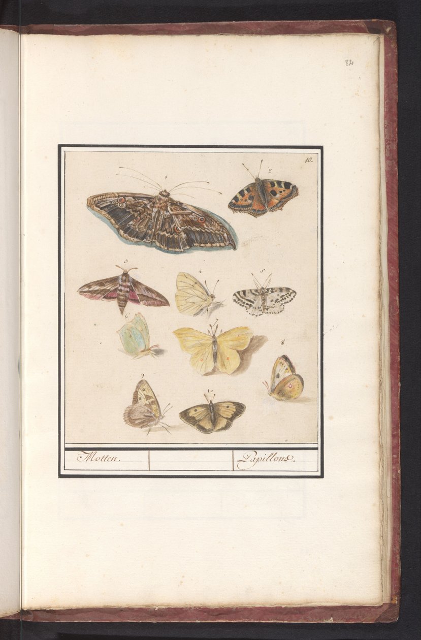 Borboletas e mariposas mariposas. / Papillons (título no objeto) de Anselmus Boëtius de Boodt