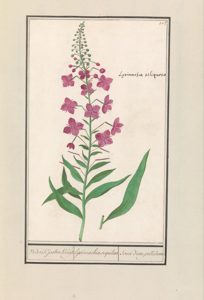 Fireweed (Chamerion angustifolium) Novamente, judeus Kruyt. / lysimachia sequilosa / Souci d