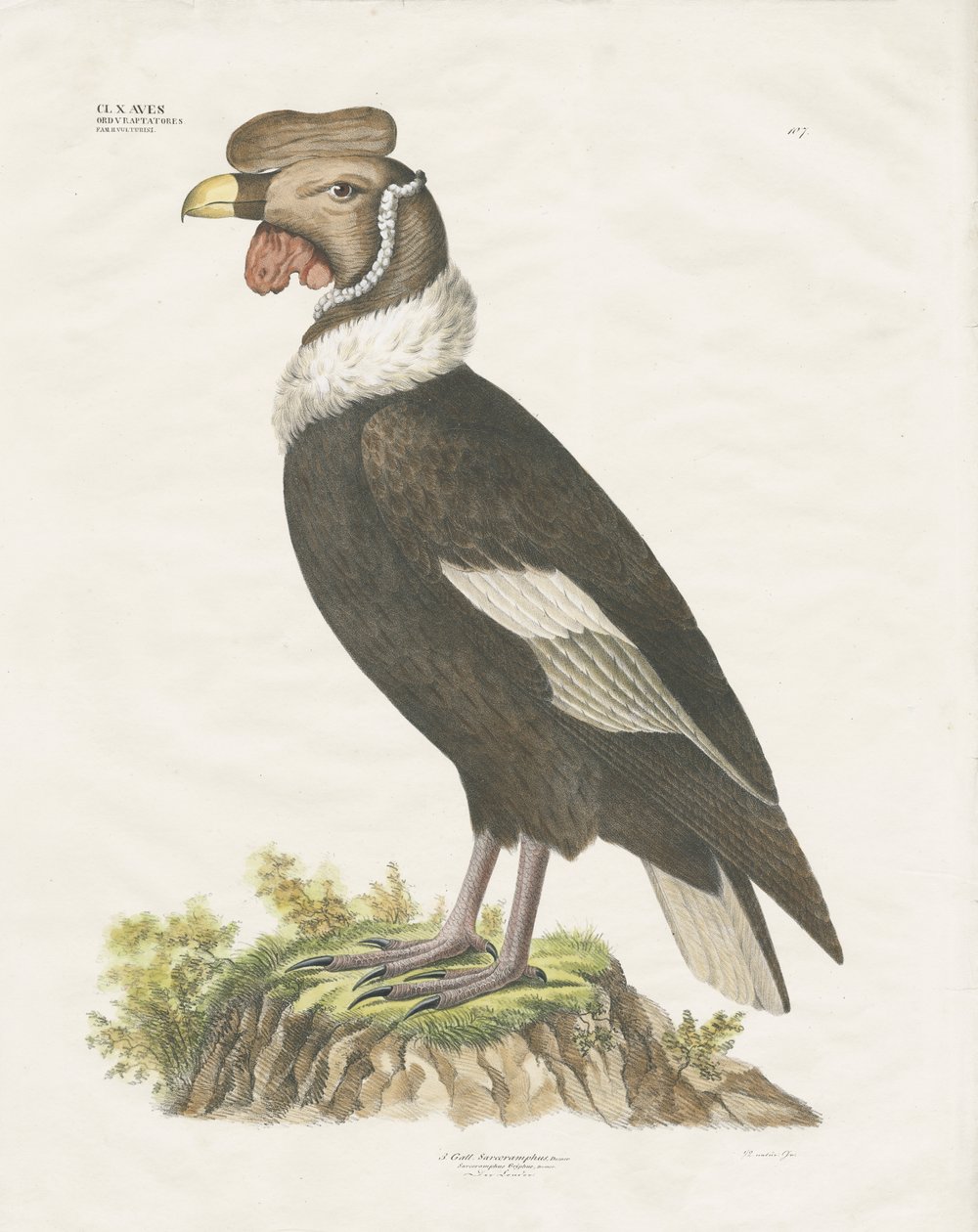 Condor dos Andes (litografia colorida à mão) de Anstalt Arnz & Co.
