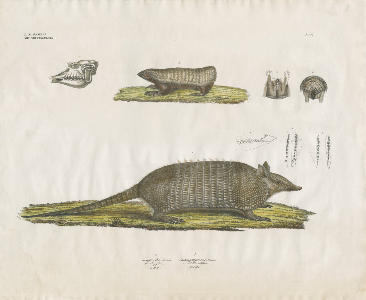 Tatus com crânio e estruturas dentárias (litografia colorida à mão) de Anstalt Arnz & Co.