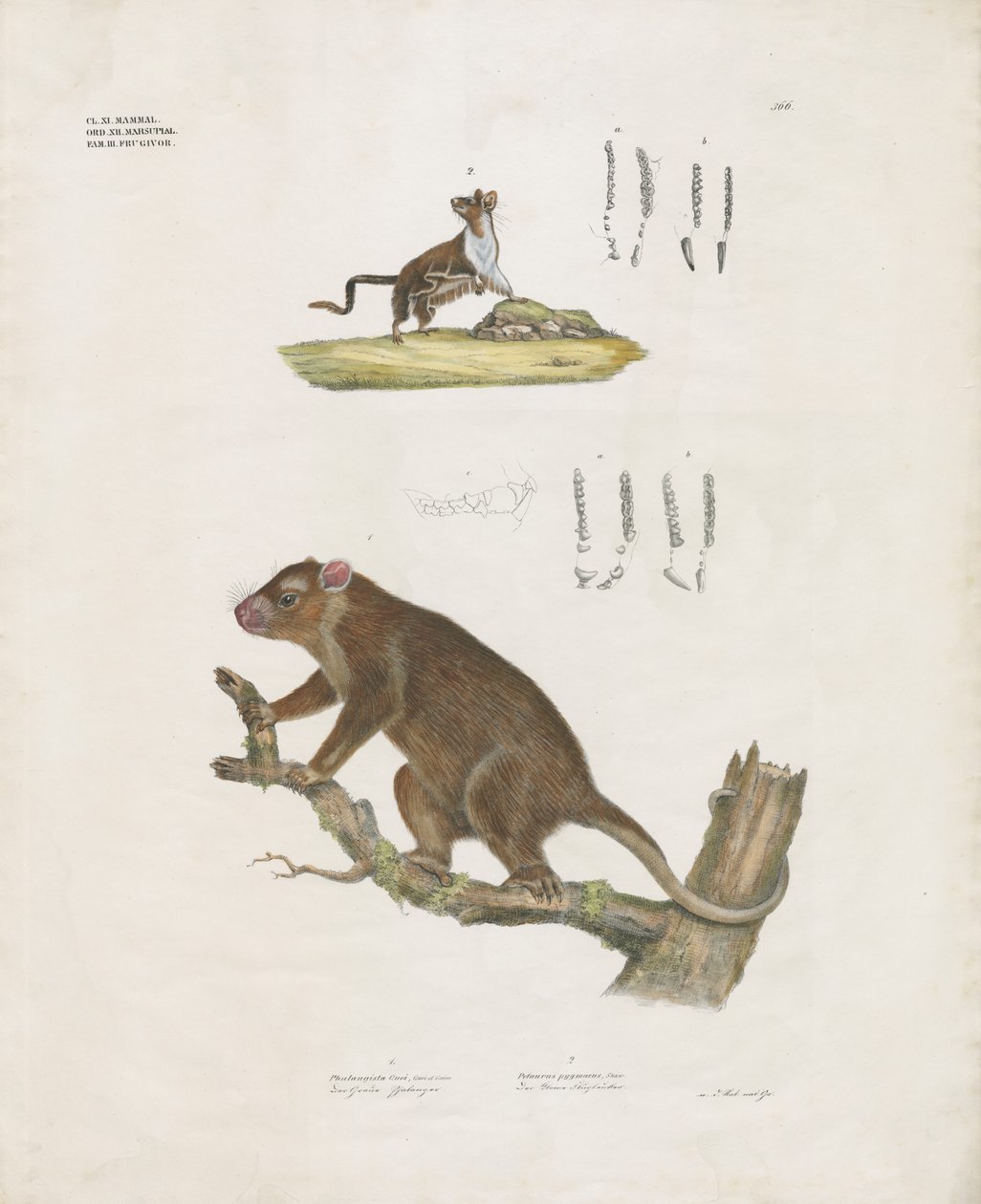 Marsupiais australianos com pormenores dentários (litografia colorida à mão) de Anstalt Arnz & Co.