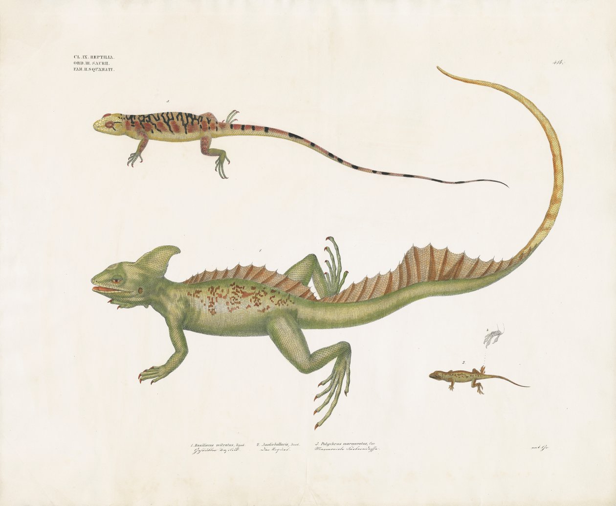 Basiliscos e pequenos lagartos com caraterísticas distintivas (litografia colorida à mão) de Anstalt Arnz & Co.