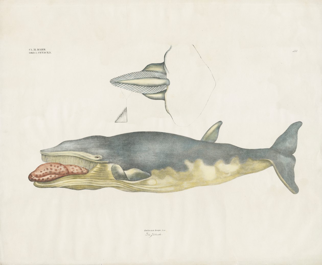 Baleia franca da Gronelândia com pormenores anatómicos (litografia colorida à mão) de Anstalt Arnz & Co.