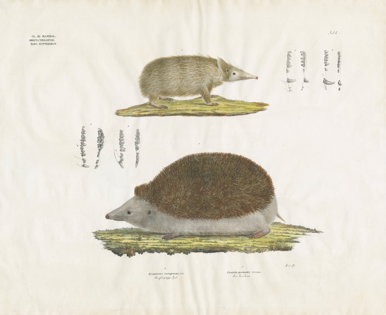 Ouriço-cacheiro e Tenrec com pormenores anatómicos (litografia colorida à mão) de Anstalt Arnz & Co.