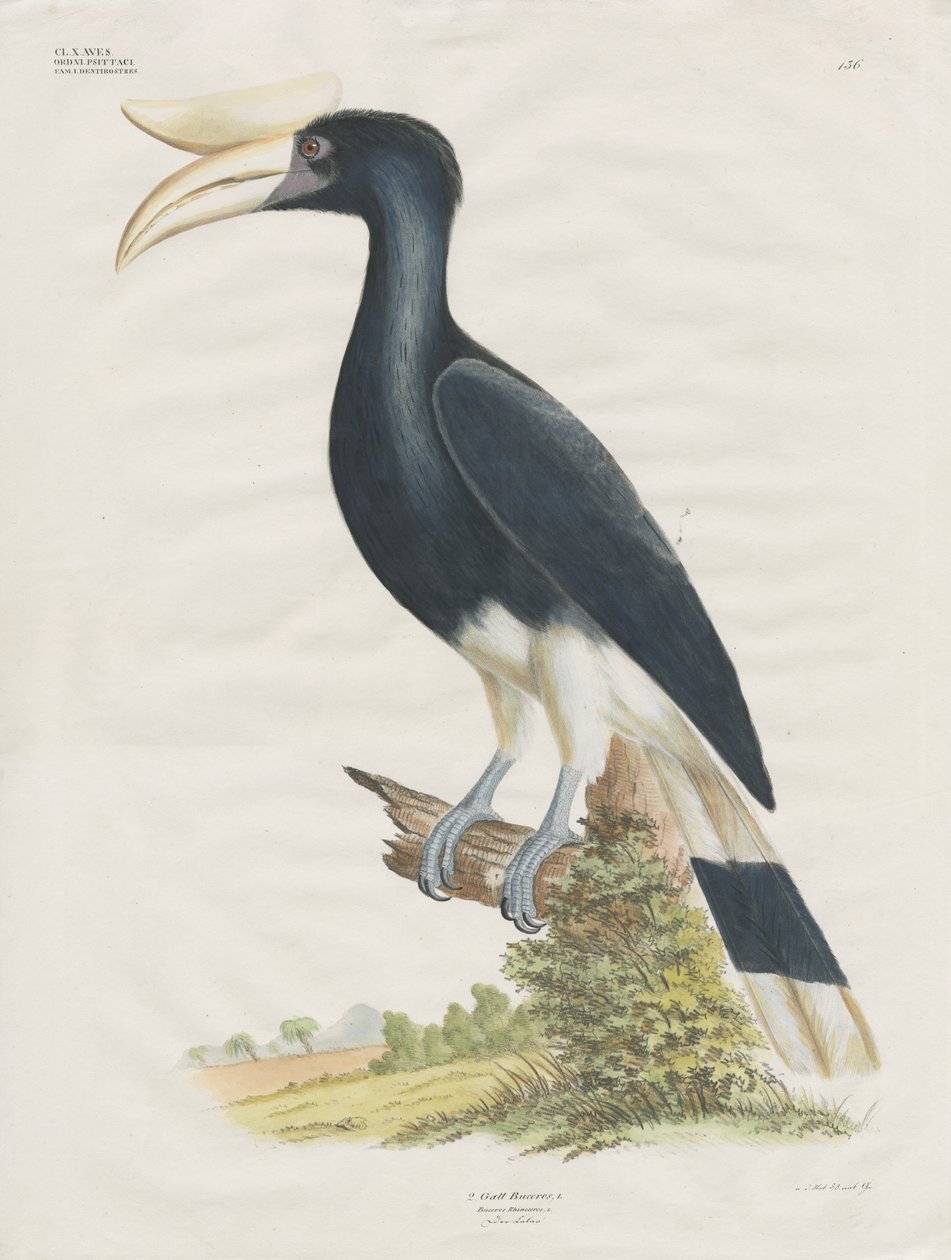Hornbill (litografia colorida à mão) de Anstalt Arnz & Co.