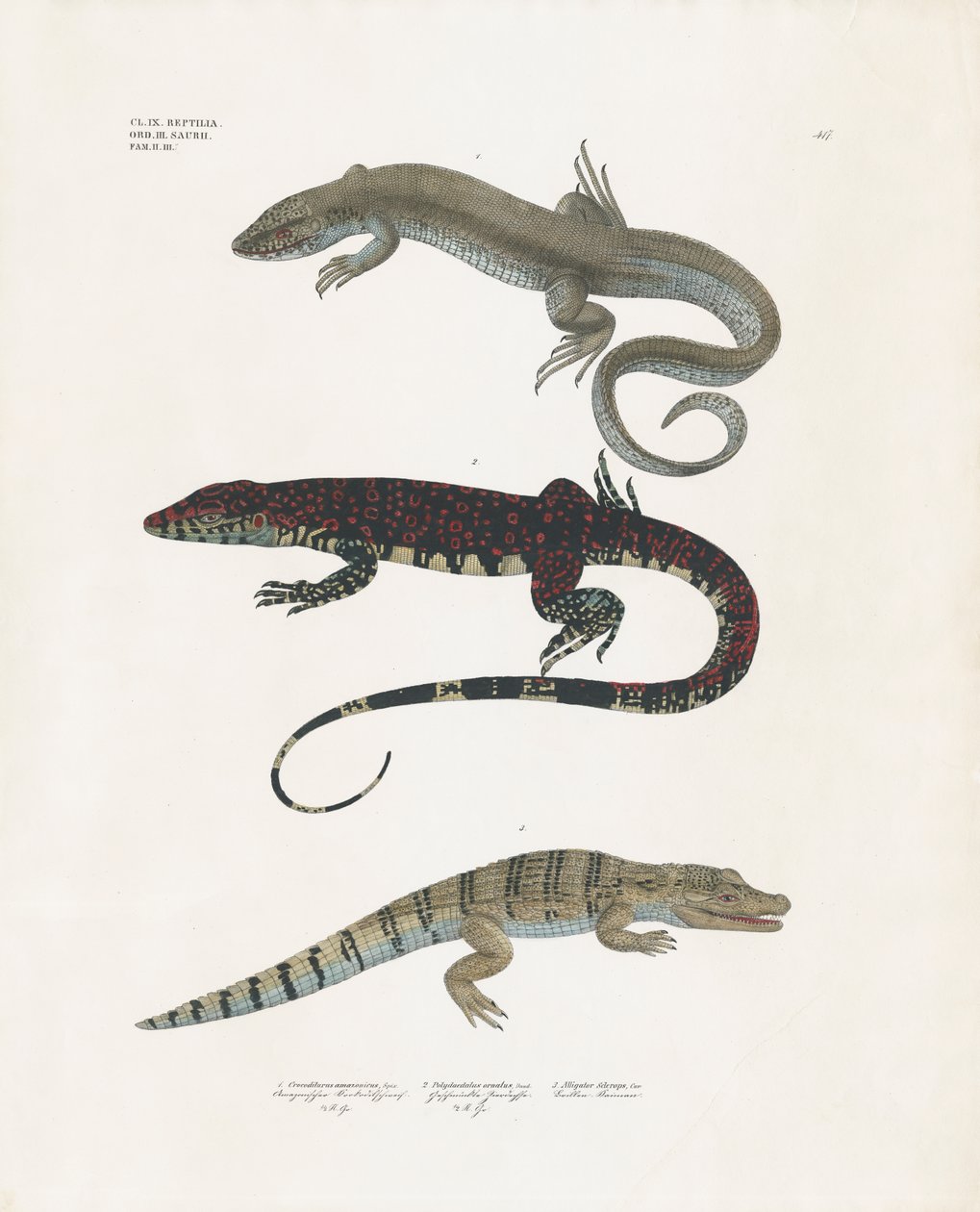 Lagarto-monitor, lagarto venenoso e crocodilo da classe dos répteis (litografia colorida à mão) de Anstalt Arnz & Co.