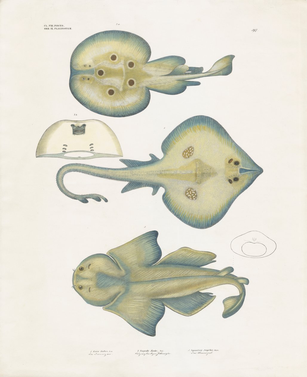Espécies de raias da ordem Rajiformes (litografia colorida à mão) de Anstalt Arnz & Co.