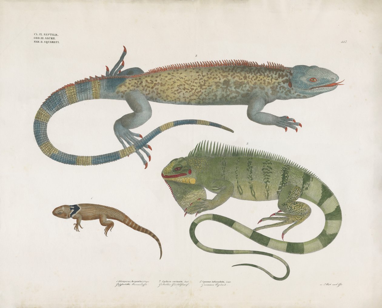 Lagartos escamados de vários habitats (litografia colorida à mão) de Anstalt Arnz & Co.