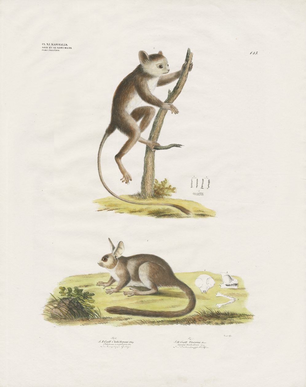 Pequenos mamíferos da família dos roedores (litografia colorida à mão) de Anstalt Arnz & Co.