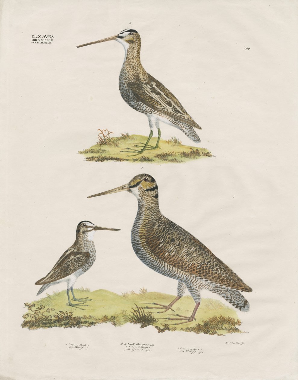 Espécies de narcejas (litografia colorida à mão) de Anstalt Arnz & Co.