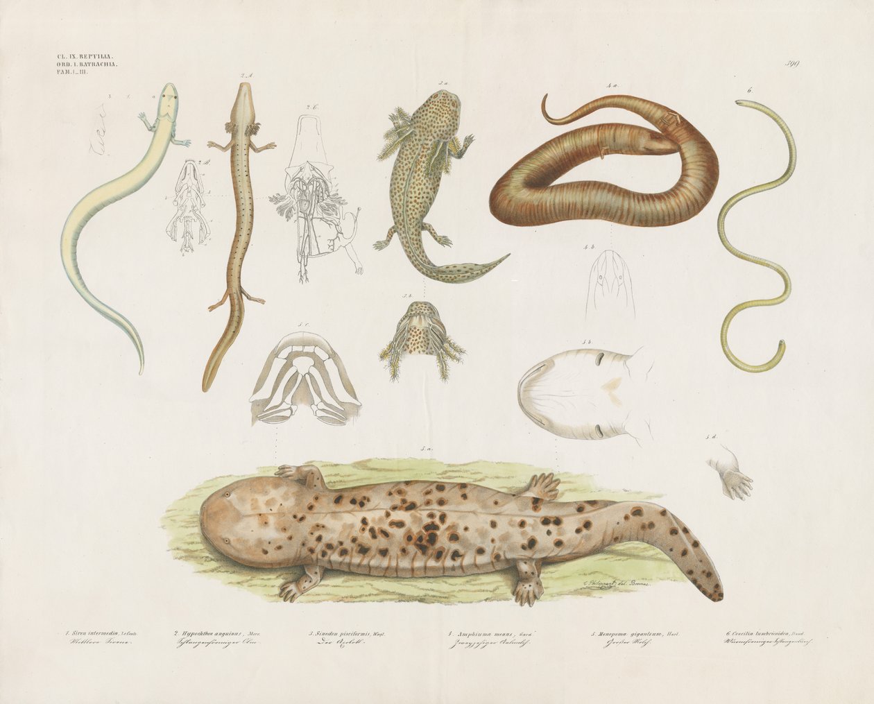 Diversos anfíbios e estudos anatómicos (litografia colorida à mão) de Anstalt Arnz & Co.
