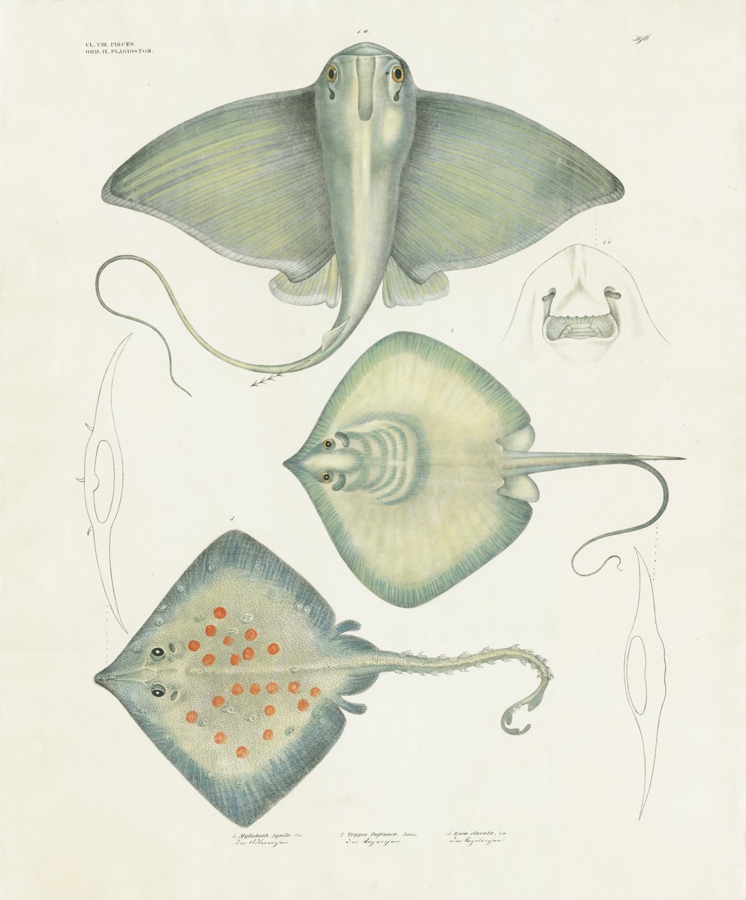 Várias espécies de raias com pormenores anatómicos (litografia colorida à mão) de Anstalt Arnz & Co.