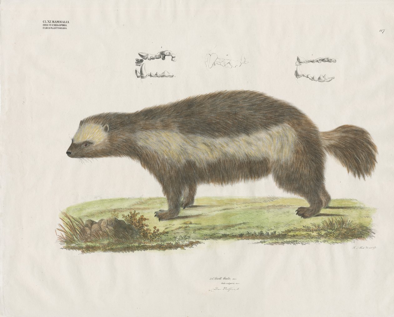 Wolverine com pormenores dentários (litografia colorida à mão) de Anstalt Arnz & Co.