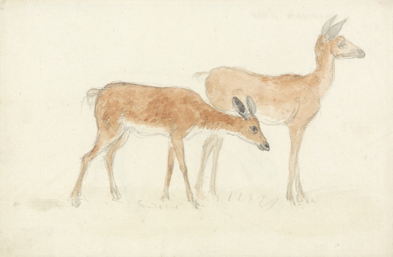 American Deer (grafite e wc no papel) de Anthony Devis
