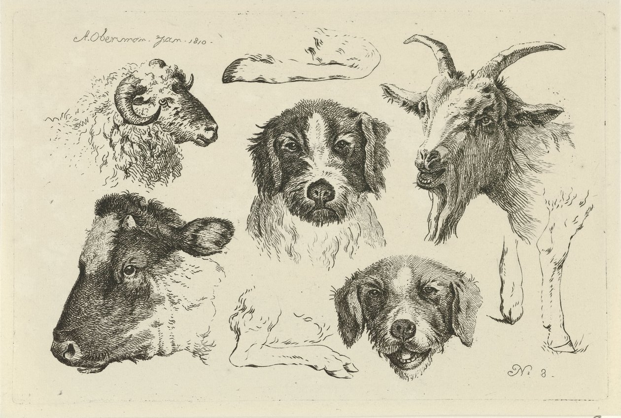 Cabeça e patas de animais
Estudos de vacas, ovelhas e cabras (título da série) de Anthony Oberman