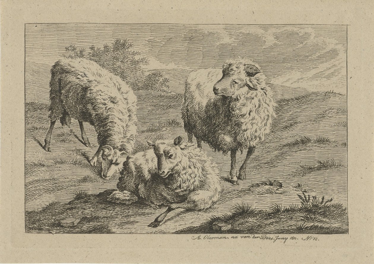 Três ovelhas
Estudos de vacas, ovelhas e cabras (título da série) de Anthony Oberman