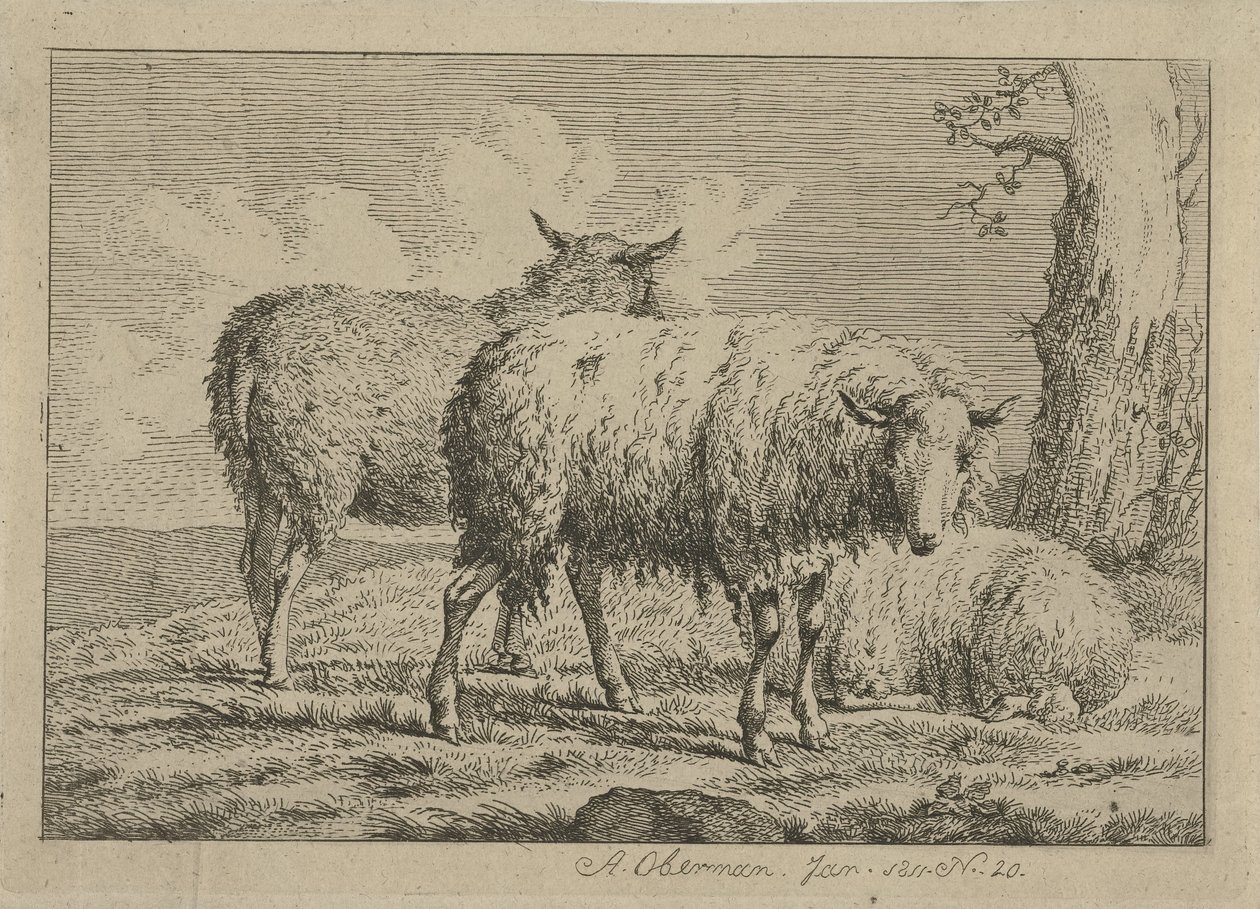 Três ovelhas por uma árvore Estudos de vacas, ovelhas e cabras (título da série) de Anthony Oberman