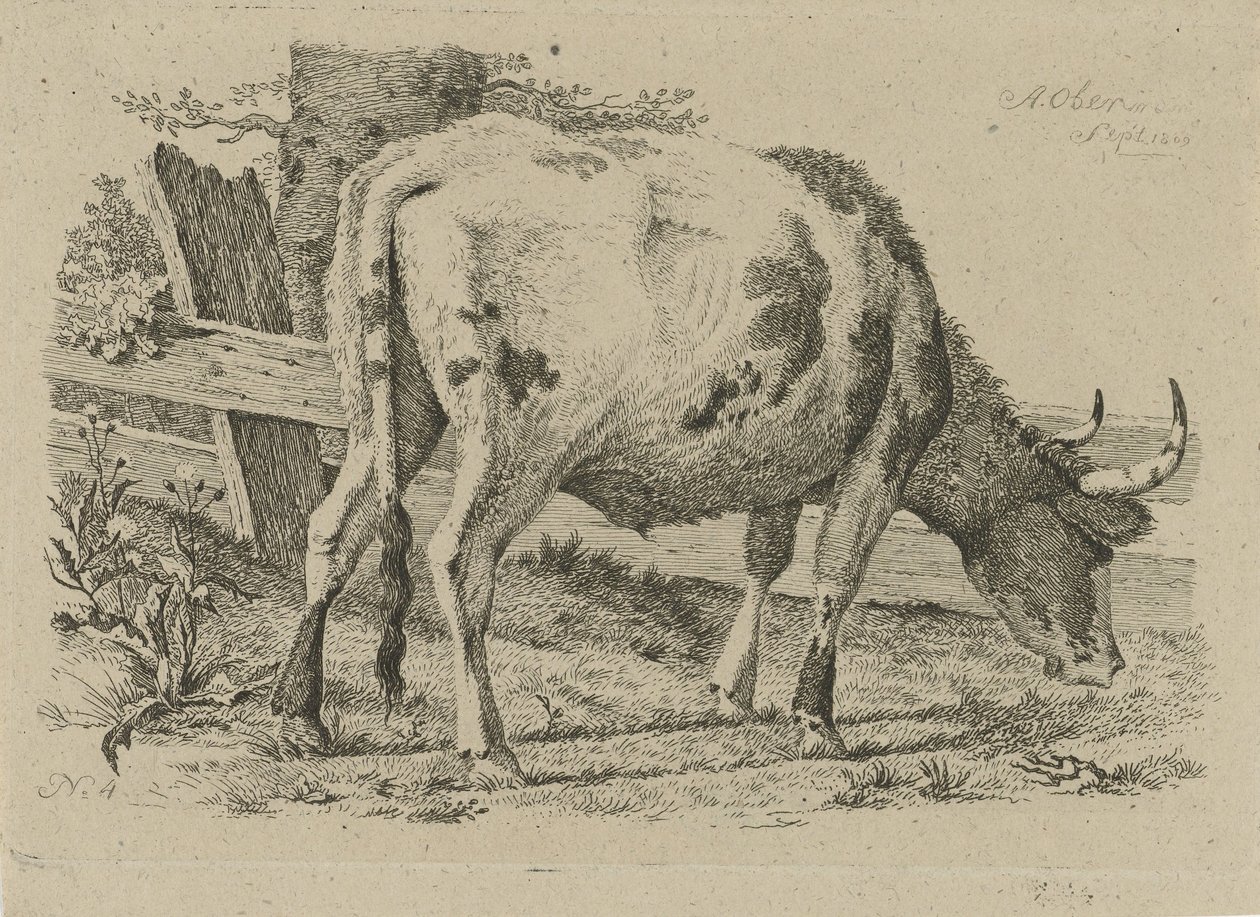 Vaca de pasto perto de uma cerca
Estudos de vacas, ovelhas e cabras (título da série) de Anthony Oberman