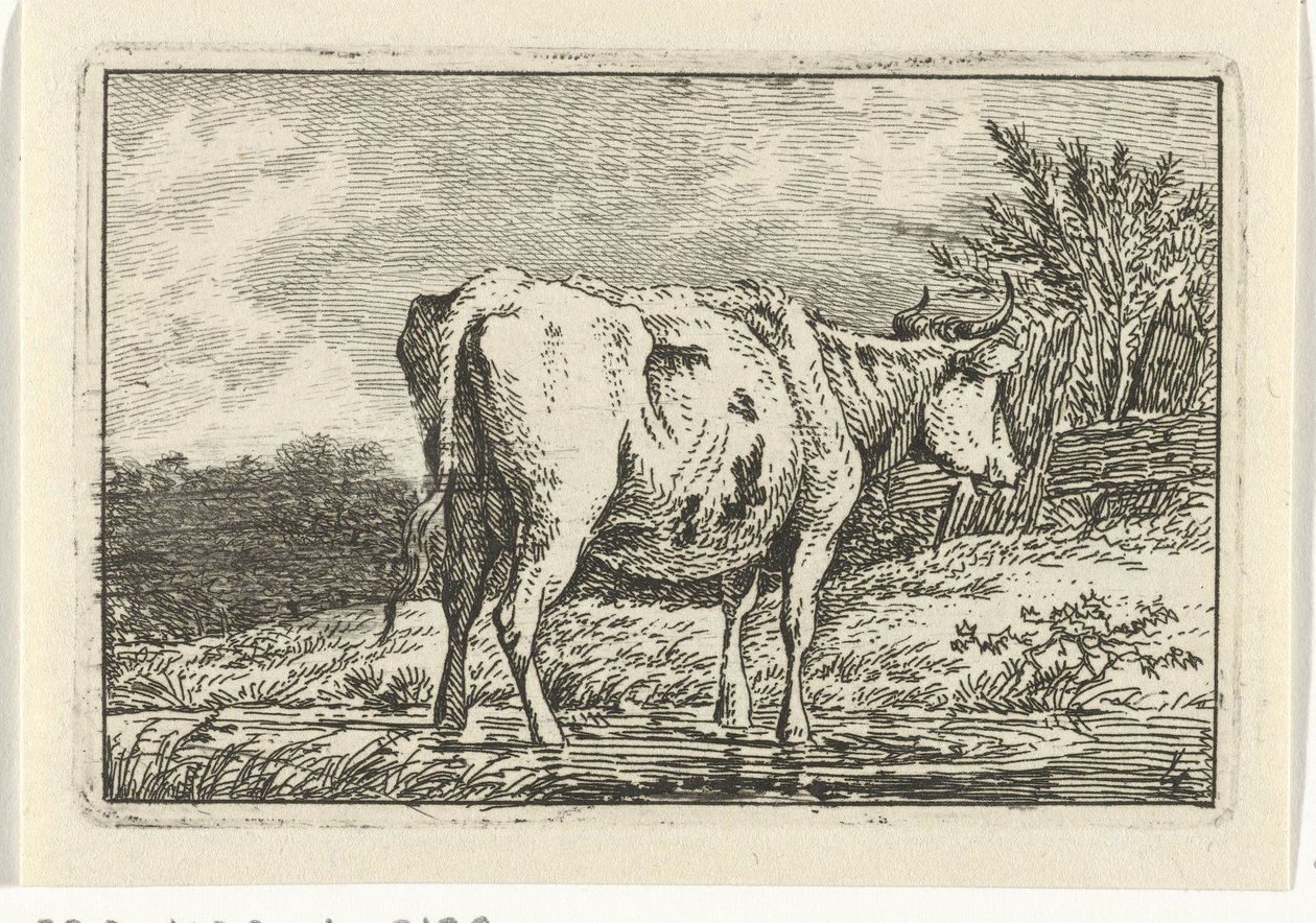 Vaca em pé numa poça
Vacas (título da série) de Anthony Oberman