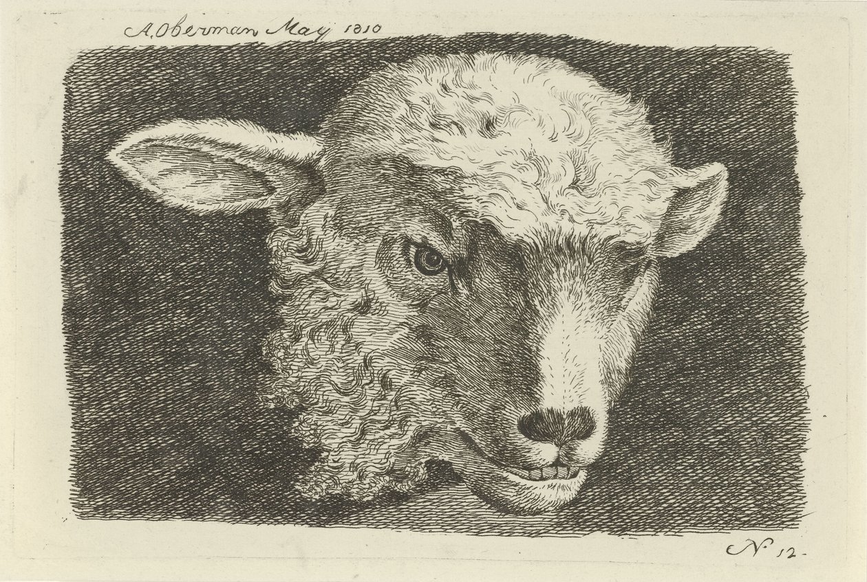Cabeça de um cordeiro Estudos de vacas, ovelhas e cabras (título da série) de Anthony Oberman