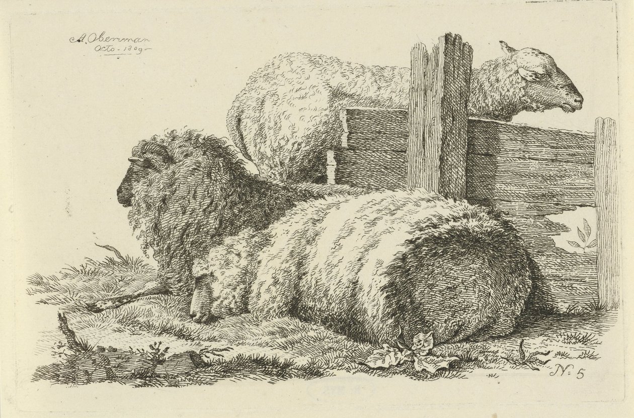 Ovelhas e carneiro de ovelha em linha recortada
Estudos de vacas, ovelhas e cabras (título da série) de Anthony Oberman