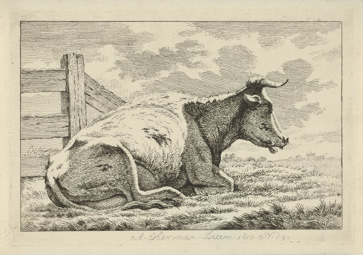 Vaca reclinada perto de uma vedação
Estudos de vacas, ovelhas e cabras (título da série) de Anthony Oberman