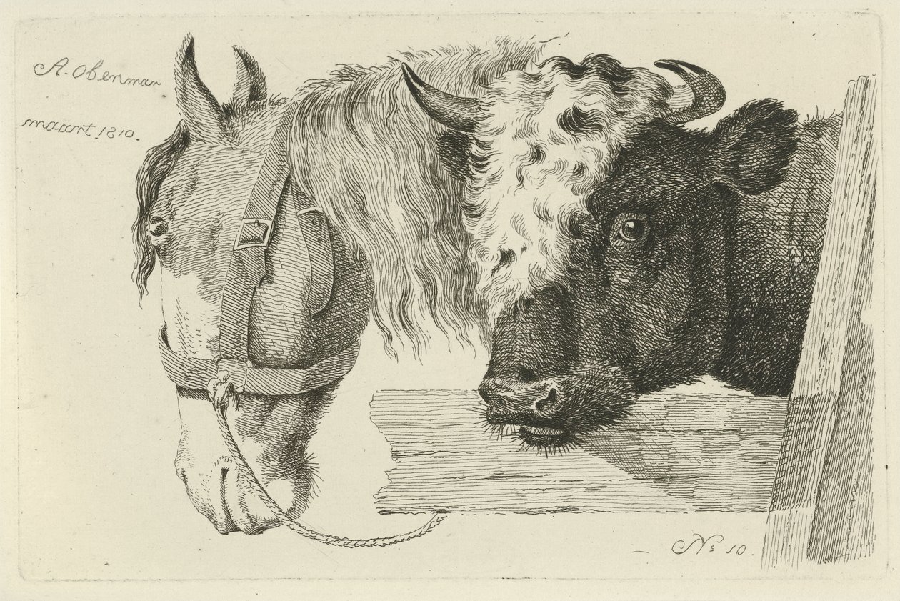 Cabeça de cavalo e cabeça de touro
Estudos de vacas, ovelhas e cabras (título da série) de Anthony Oberman