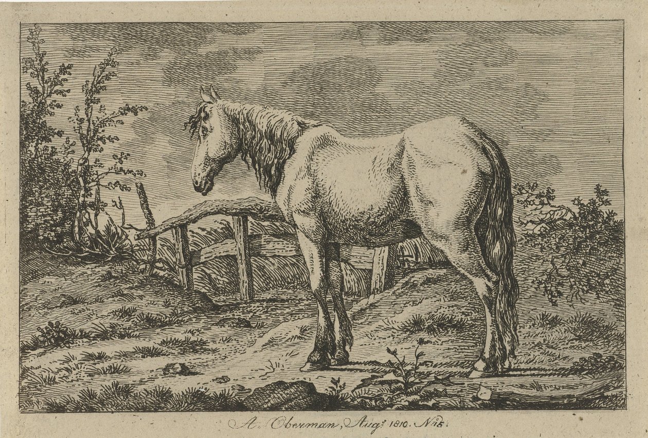 Cavalo em pé
Estudos de vacas, ovelhas e cabras (título da série) de Anthony Oberman
