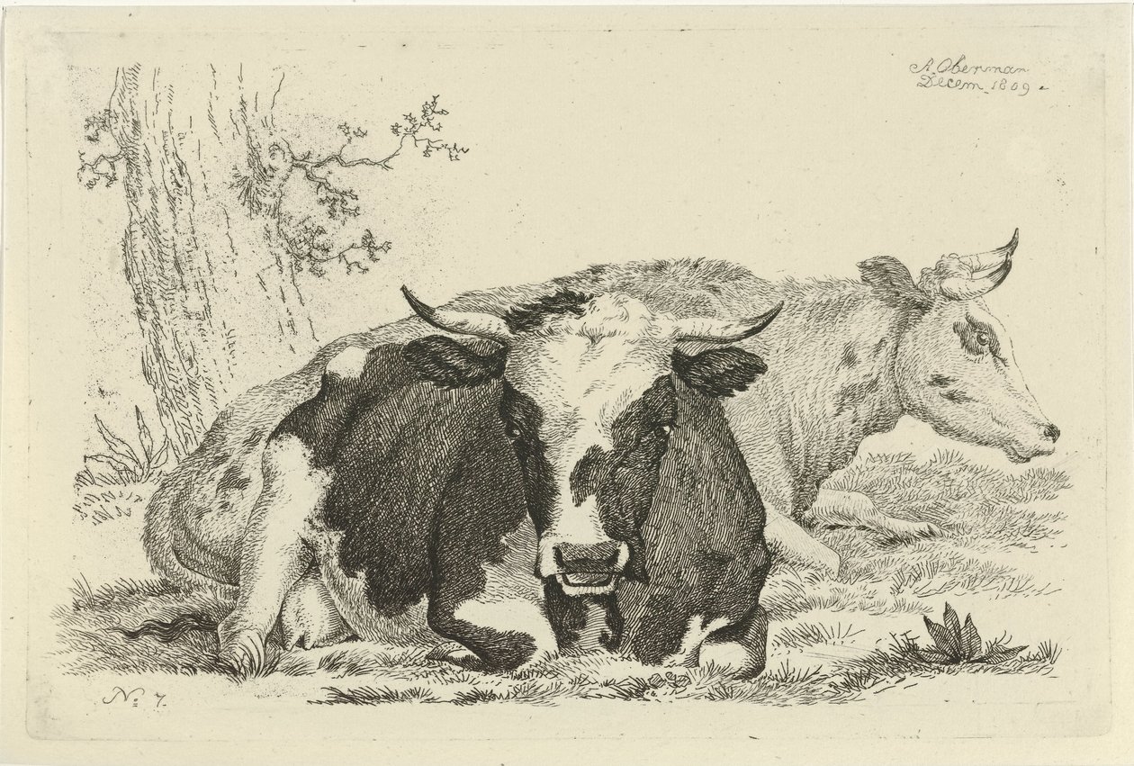 Duas vacas deitadas na frente de uma árvore Estudos de vacas, ovelhas e cabras (título da série) de Anthony Oberman