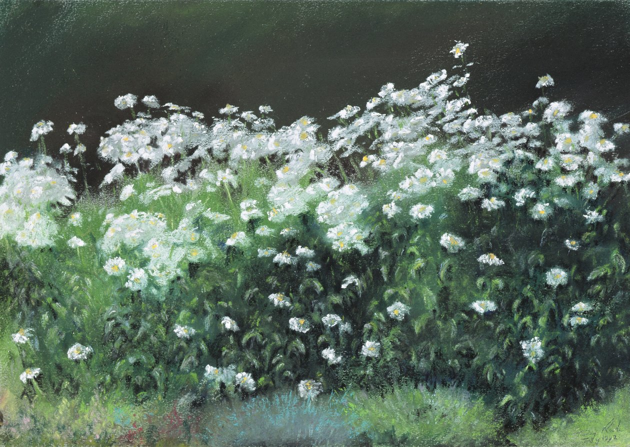 Margaridas de Shasta, 1992 de Anthony Rule