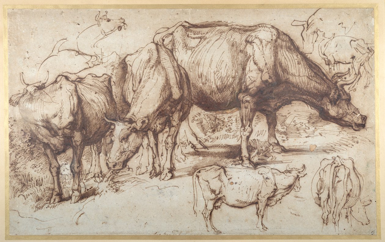 Gado em pastagem, c.1618-20 (caneta e tinta com lavagem em papel) de Anthony van Dyck