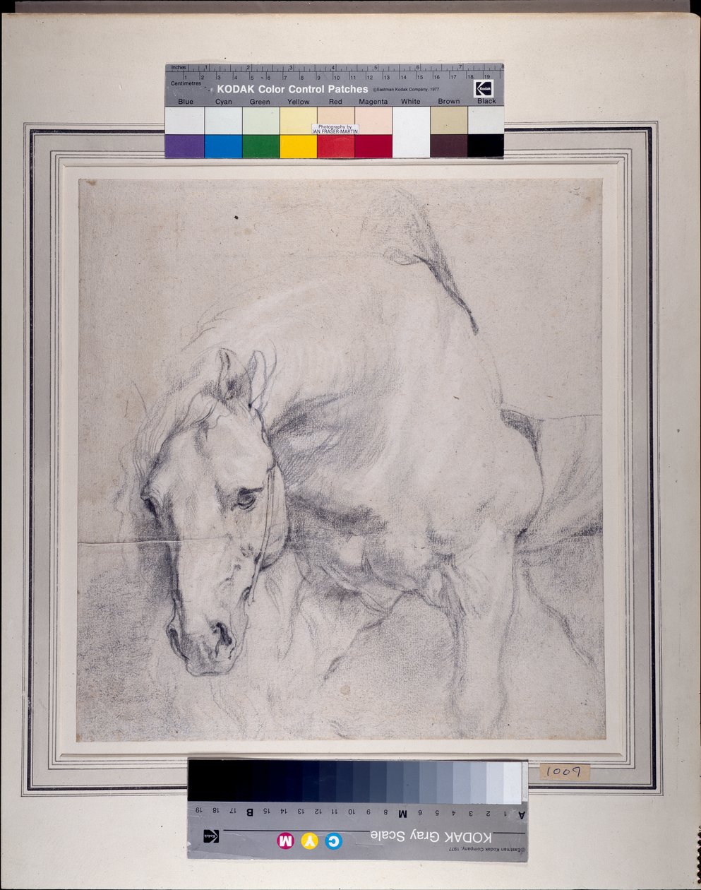 Cabeça e Antebraço de um cavalo cinzento (giz preto elevado com branco sobre papel) de Anthony van Dyck
