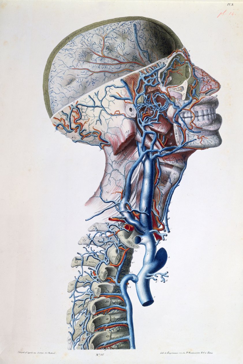 Veias e artérias na cabeça, placa de &39;Pesquisa anatômica, fisiológica e patológica sobre o sistema venoso&39; por Gilbert Breschet (1784-1845) gravada por Engelmann, Paris, 1829 (cor l de Antoine Chazal