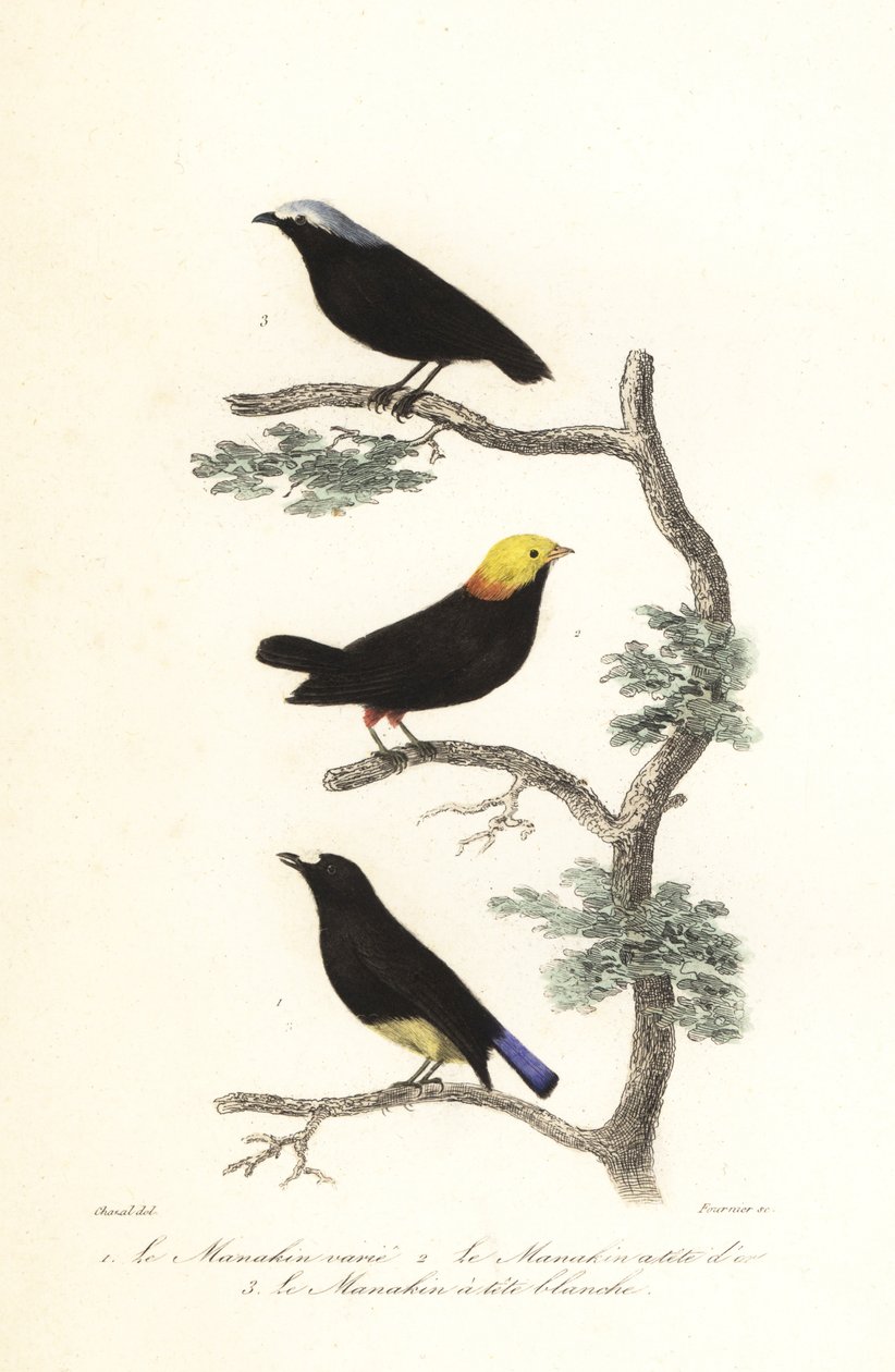 Espécies de Manakin. de Antoine (after) Chazal