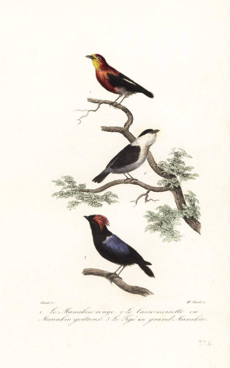 Espécies de Manakin. de Antoine (after) Chazal