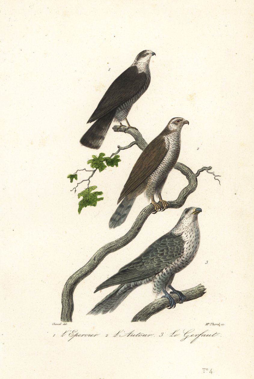 Gavião, gavião e gyrfalcon. de Antoine (after) Chazal