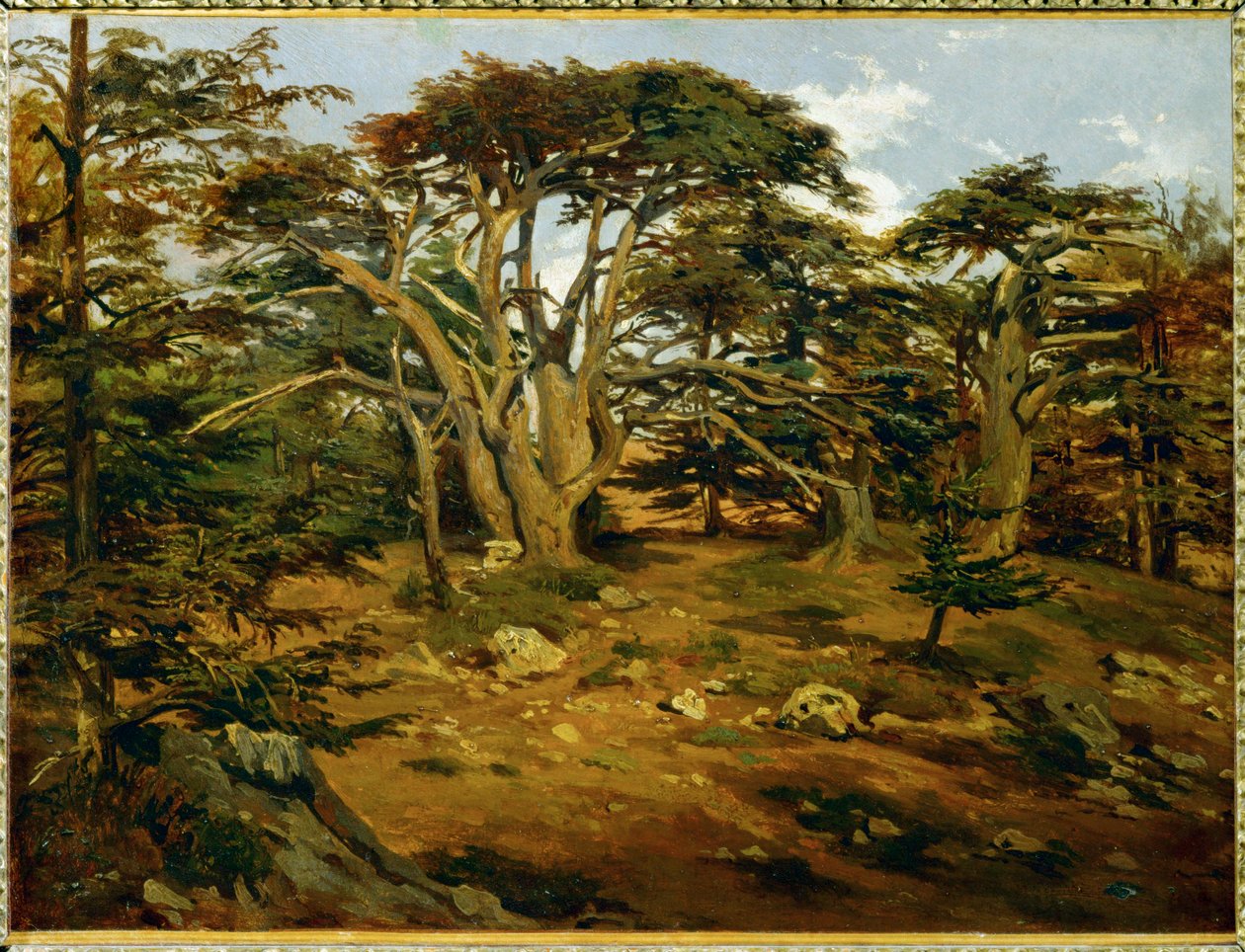 Les vieux cedres sur le Mont Liban - Os velhos cedros na cordilheira do Líbano ... de Antoine Alphonse Montfort