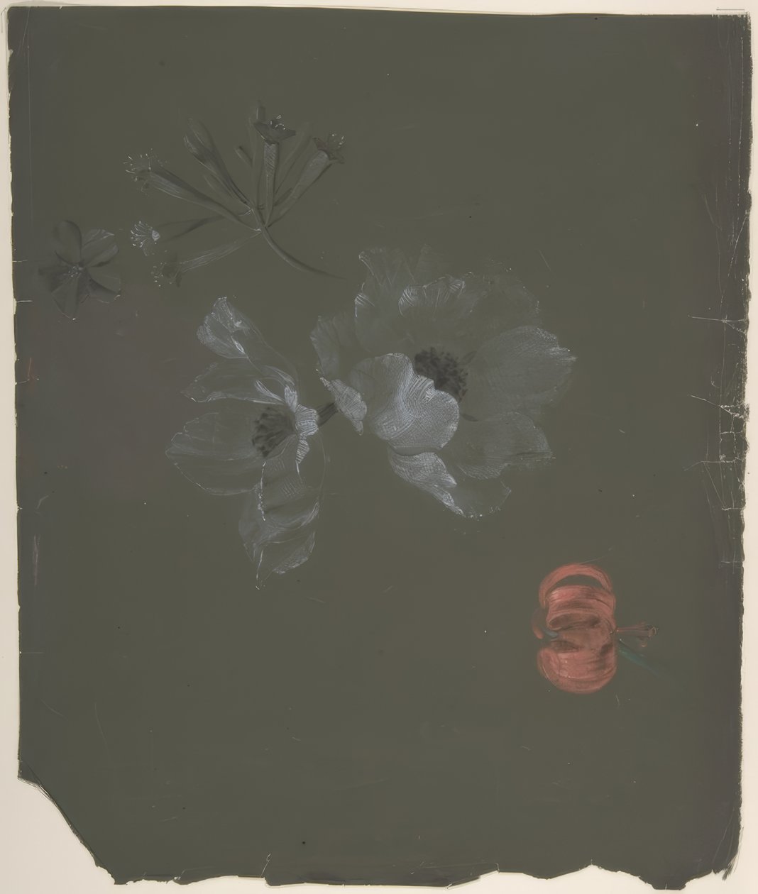 Desenho Floral de Antoine Berjon