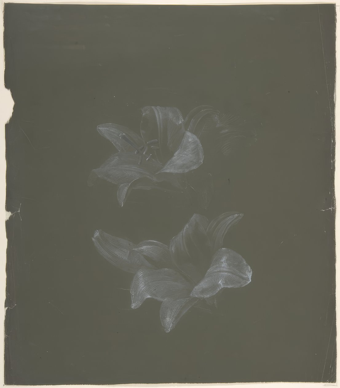 Desenho Floral de Antoine Berjon