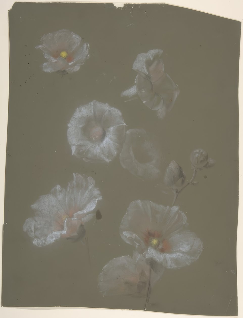 White Hollyhocks de Antoine Berjon