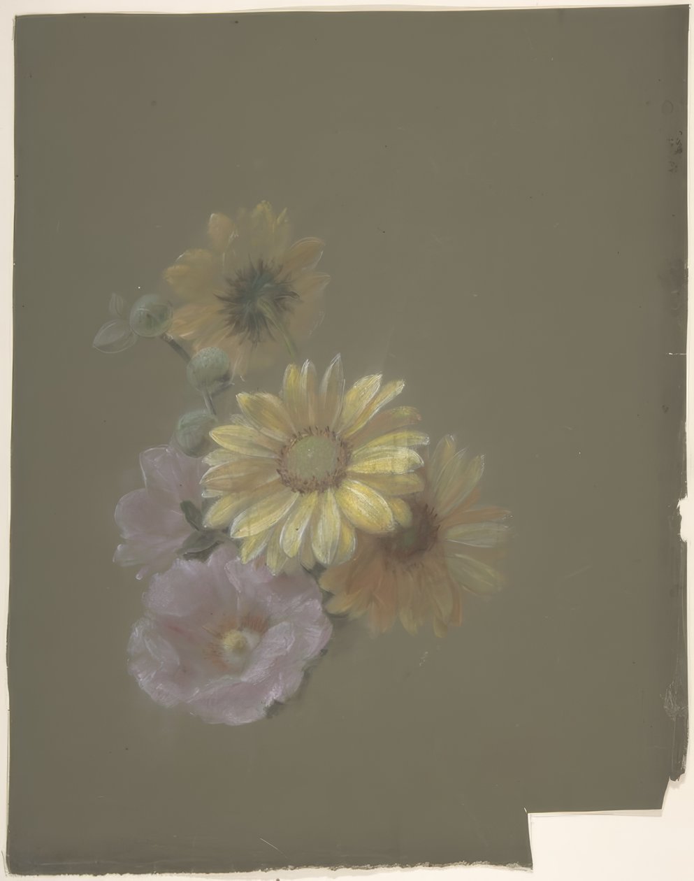 Margaridas Amarelas e Rosa Rosa Selvagem de Antoine Berjon