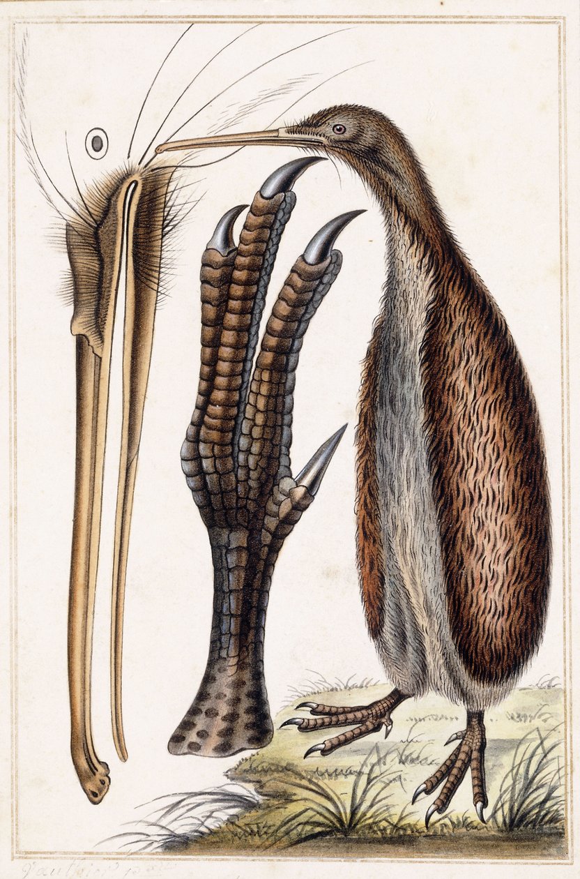 kiwi de Antoine Charles Vauthier