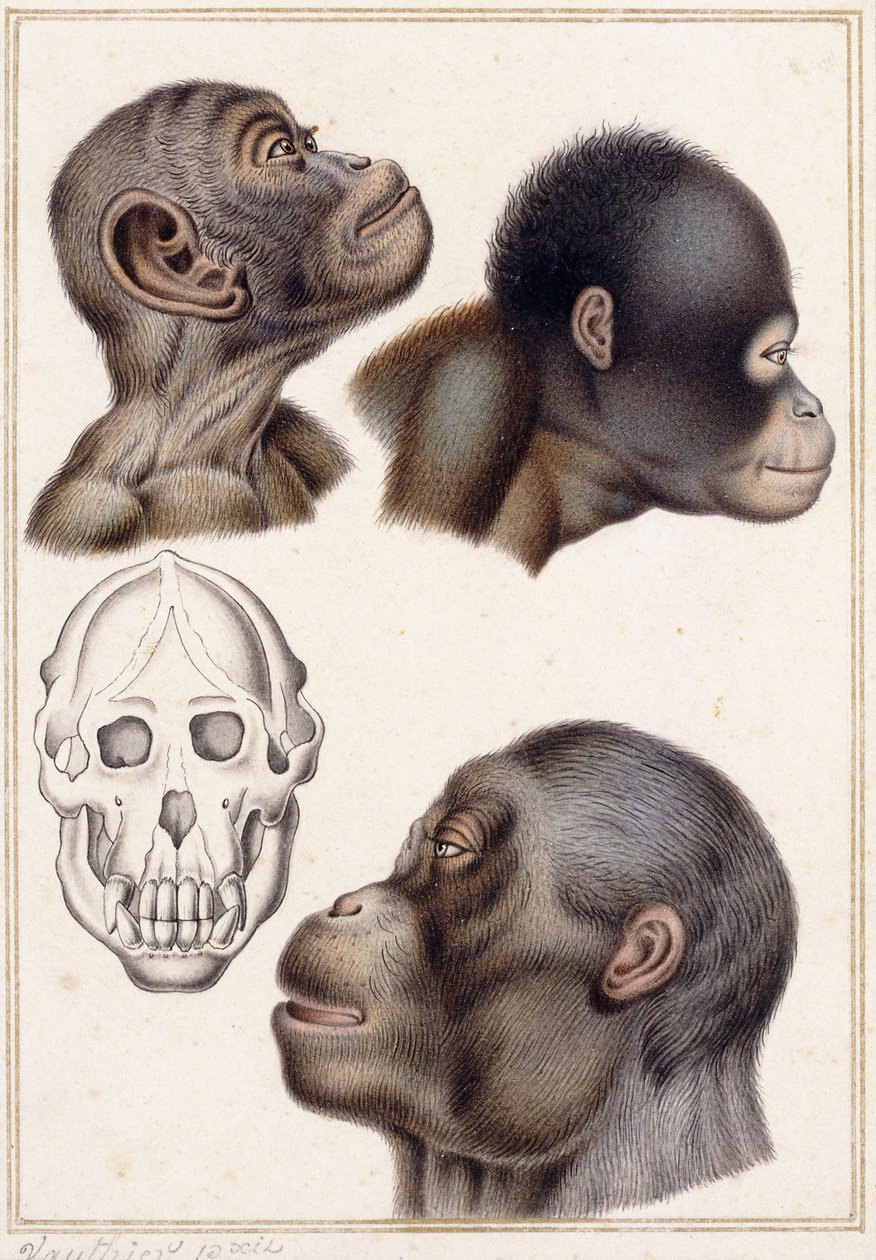 Crânio de um Pongo de Antoine Charles Vauthier