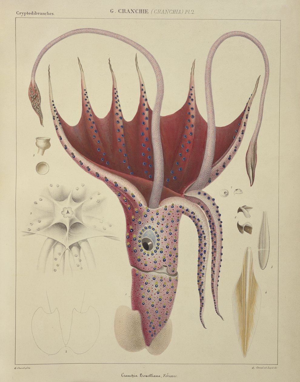 Lula, Pl. 2 de "História Natural Geral e Particular de Cefalópodes Acetabulosos", pub. por Ferussac e D&39;Orbigny, Paris, 1835-48, de Antoine Chazal