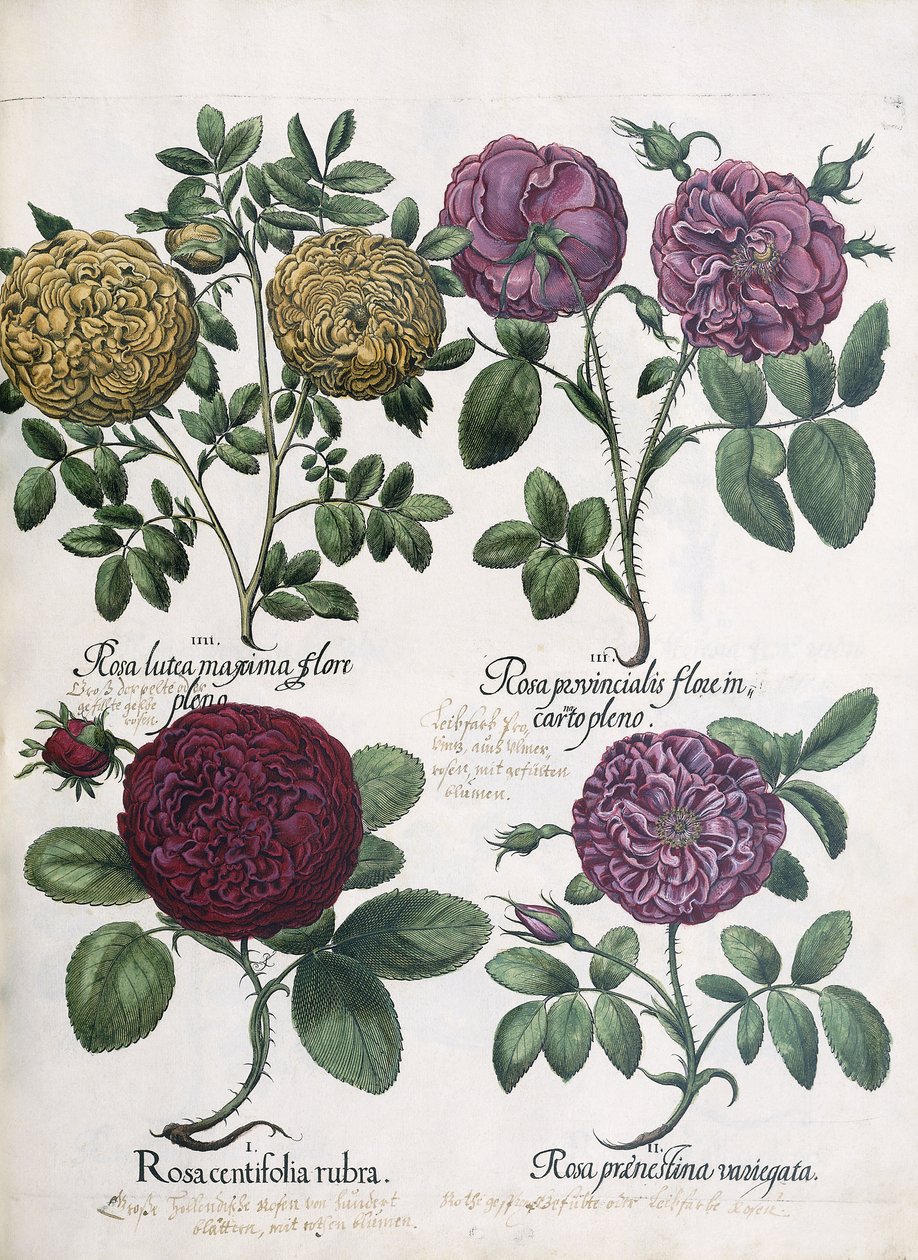 Quatro tipos de rosas, 1613 de Antoine Pesne
