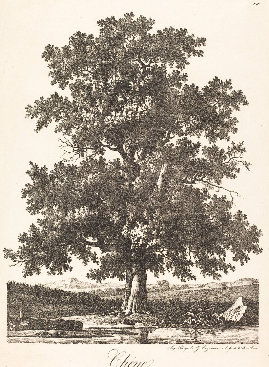 Chene (carvalho) de Antoine Pierre Mongin